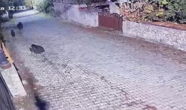 Yiyecek arayan ayılar güvenlik kamerasına yansıdı