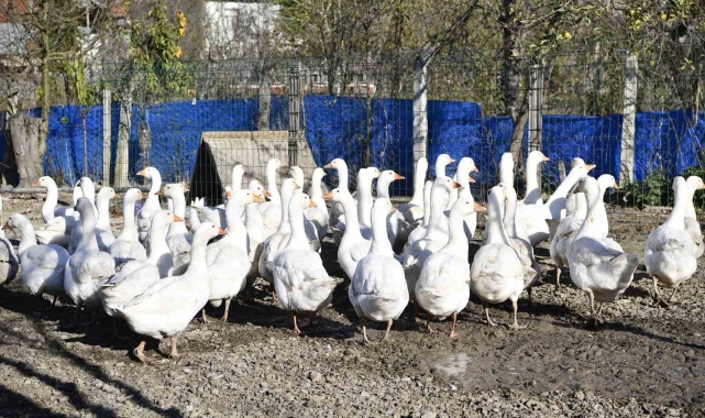 Yöresel tat 'tirit' için kaz yetiştiriyorlar