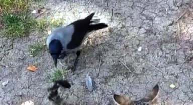 Yozgat'ta karganın kedi ile oyunu kameralara yansıdı