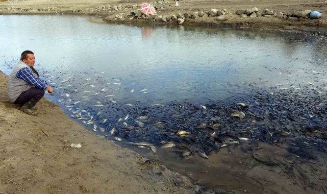 Yozgat'ta sulama barajında toplu balık ölümleri yaşandı