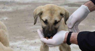 2023'te 4 bin 209 sokak hayvanı sıcak yuvaya kavuştu