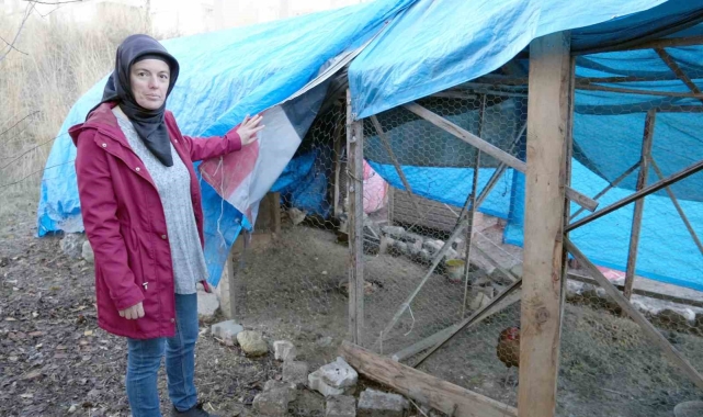 40 tavuğu telef eden sokak köpekleri, 3 yıldır emek veren kadının hayallerini kararttı