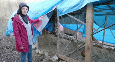 40 tavuğu telef eden sokak köpekleri, 3 yıldır emek veren kadının hayallerini kararttı