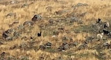 Ankara'da sokak köpeklerinin saldırdığı çocuk ağır yaralandı