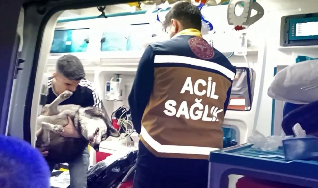 Artvin'de dumandan etkilenen köpek suni teneffüs ve kalp masajı ile hayata döndü