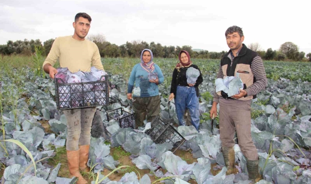 Aydın'da kara lahana hasadı başladı