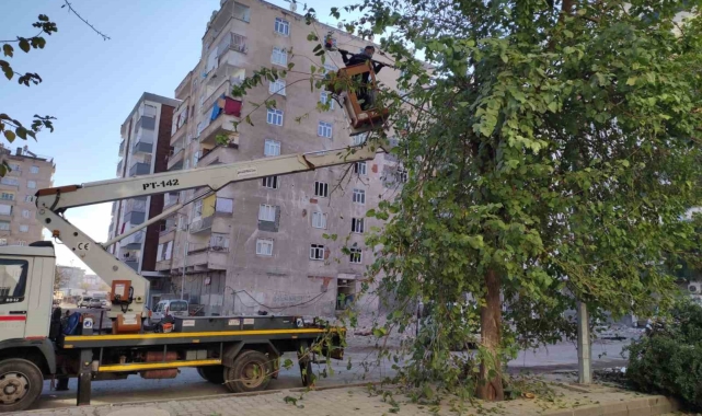 Bağlar'da görüntü kirliliği ve bakım ihtiyacı olan ağaçlar budandı