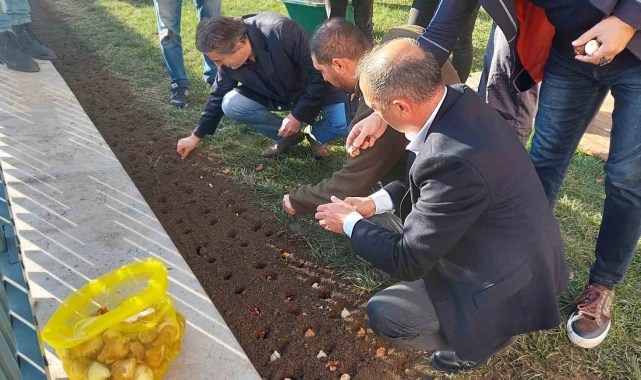 Baharı müjdeleyecek olan laleler Beyoğlu'nda toprağa dikildi