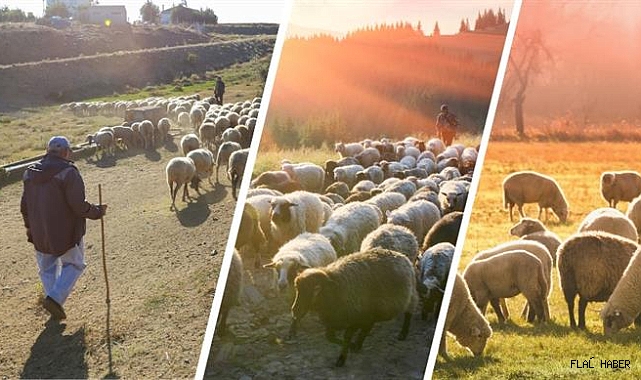 BAKANLIKTAN SÜRÜ YÖNETİCİSİ DESTEĞİ!