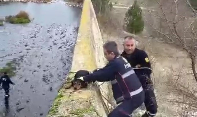 Baraja düşen köpek itfaiye erlerince kurtarıldı