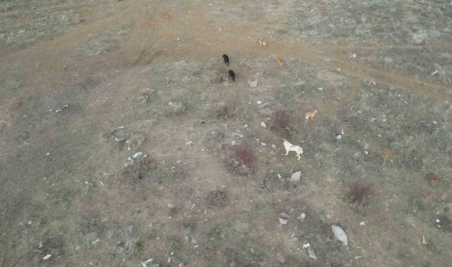Başkent'te başıboş köpek sürüleri havadan görüntülendi