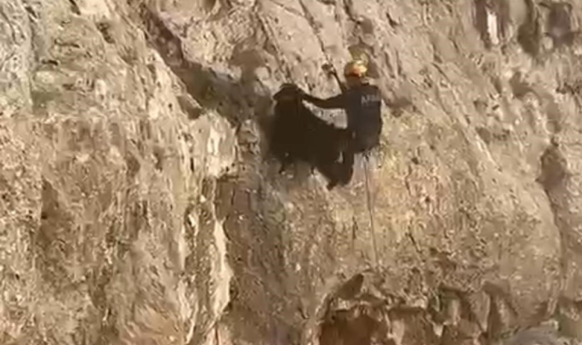 Batman'da 4 gündür kayalıklarda mahsur kalan keçiler AFAD ekiplerince kurtarıldı