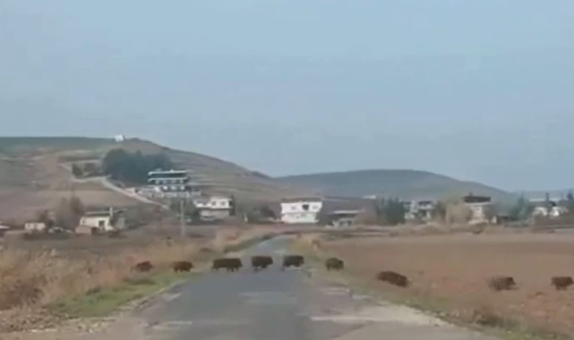 Batman'da domuz sürüsü korkuttu