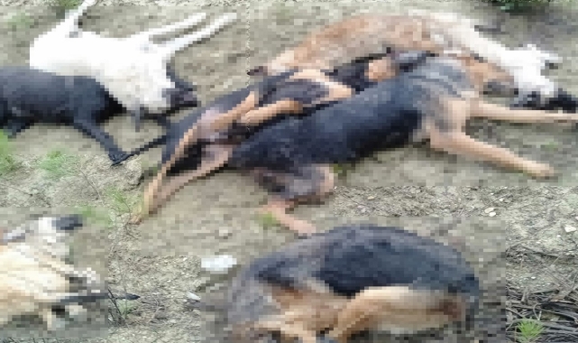 Bilecik'teki köpek ölümleriyle ilgili yeni gelişme