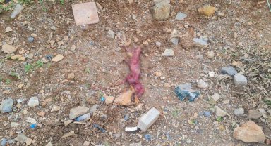 Bodrum'da korkunç manzara