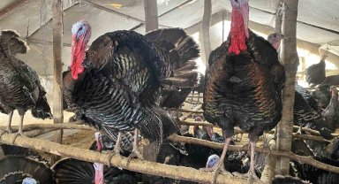 Bu hindiler çok meşhur