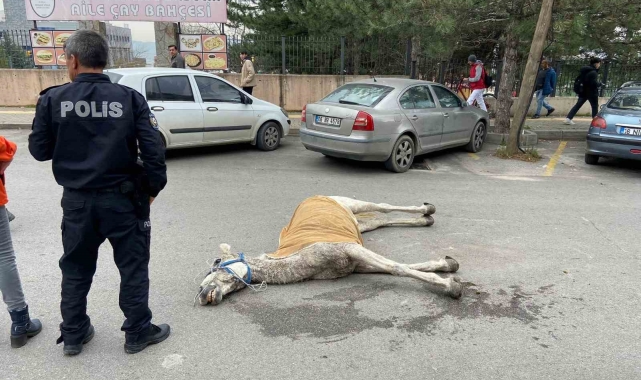 Bursa'da başıboş at sokak ortasında yere yığıldı