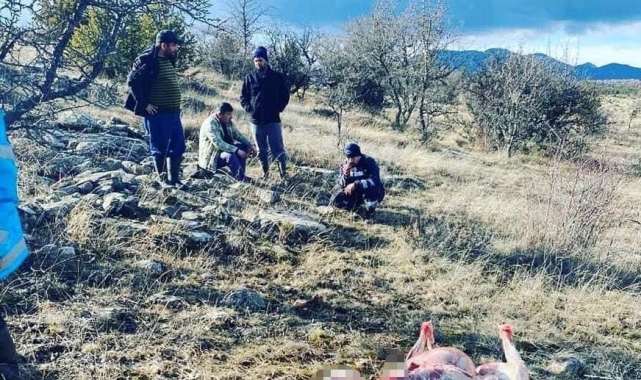 Çamlıdere'de kaçak kızıl geyik avlayanlara suçüstü