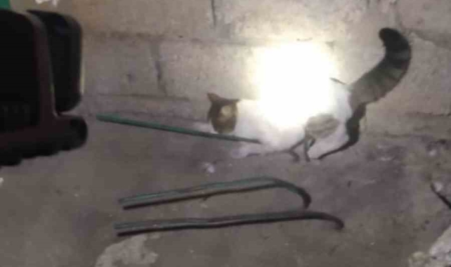 Damdan düşüp demire saplanan kediyi itfaiye kurtardı