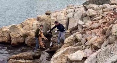 Denize düşen köpek kurtarıldı