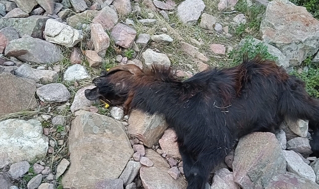 Depremde telef olan hayvanlarının yerine aldığı hayvanları kurt saldırısıyla telef oldu