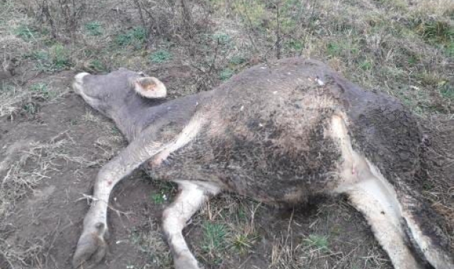 Doğaya bırakılan kimyasal gübre 6 büyükbaş hayvanın telef olmasına neden oldu