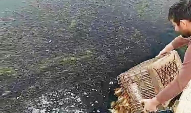 Eğirdir Gölü'nden kaçak yollarla avlanan 160 kilogram kerevit göle bırakıldı