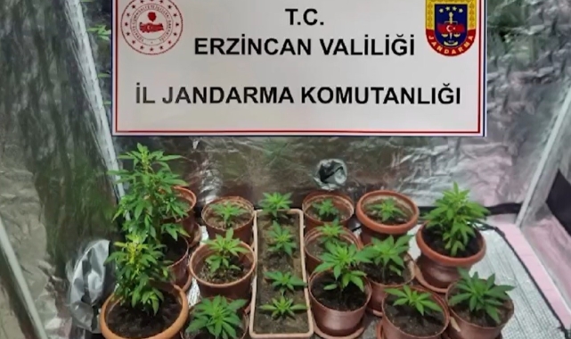 Evinde Hint keneviri yetiştiren 1 kişi gözaltına alındı