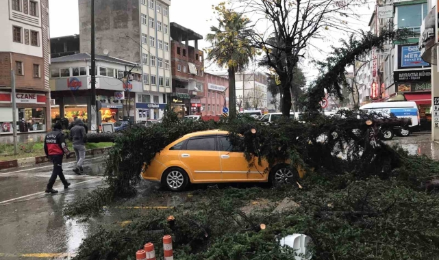 Fırtınanın devirdiği ağaç taksilere zarar verdi