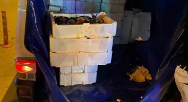 Isparta'da 16 bin TL değerinde menşe belgesiz Çin sazanı ele geçirildi