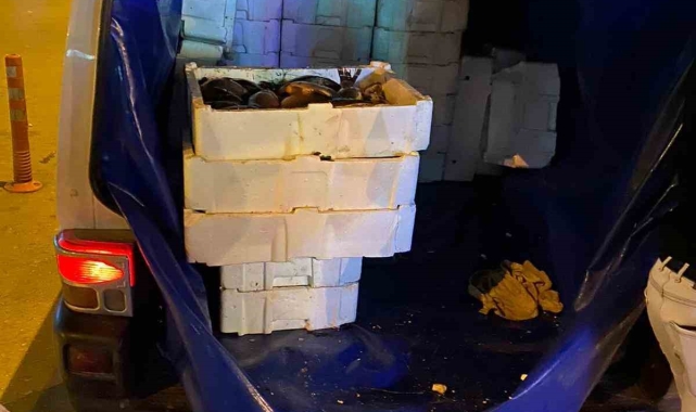 Isparta'da 16 bin TL değerinde menşe belgesiz Çin sazanı ele geçirildi