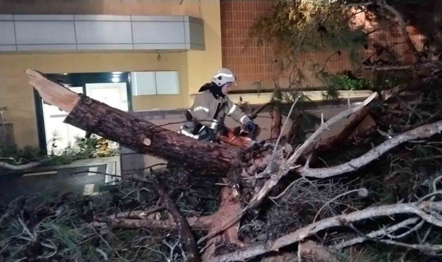 Kadıköy'de hastane bahçesine ağaç devrildi