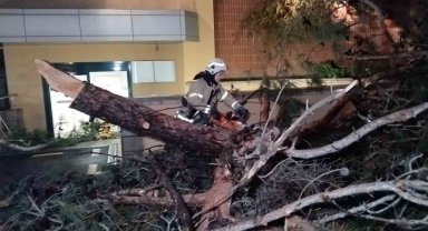 Kadıköy'de hastane bahçesine ağaç devrildi
