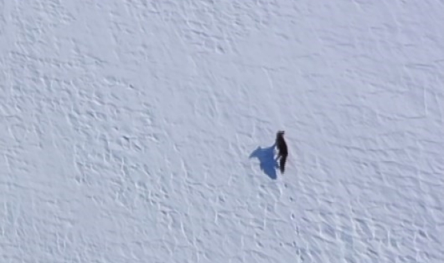 Kar üstünde yiyecek arayan tilki, dron ile görüntülendi