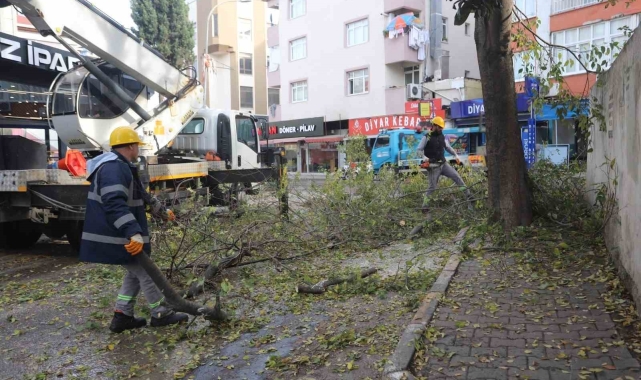 Kartal'da ağaç budama çalışmaları devam ediyor