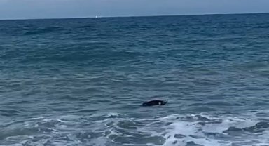 Kastamonu'da kıyıya inek cesedi vurdu