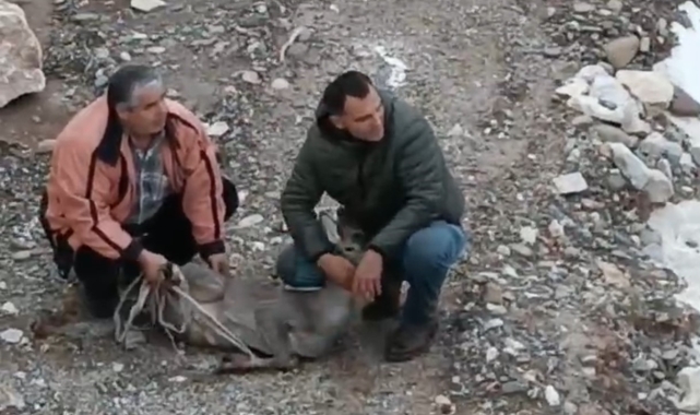Kayalık alanda sıkışan karaca için ekipler seferber oldu