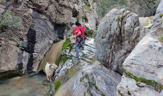 Kayalıklarda mahsur kalan keçiyi AKUT ekibi kurtardı