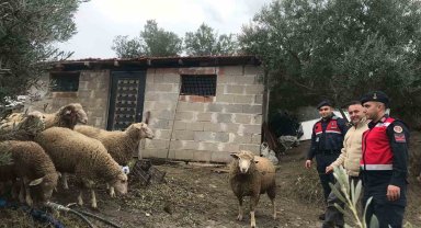 Kaybolan koyunları, jandarma kısa sürede buldu