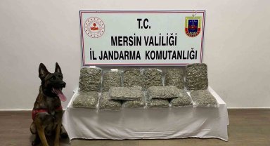 Mersin'de 14 kilo 200 gram skunk ele geçirildi