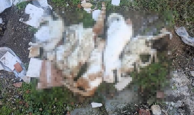 Milas'ta çöpte kedi ölüleri bulundu