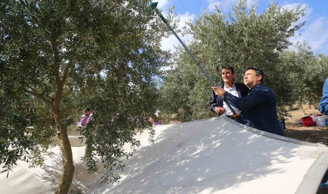 Muğla'da beşinci zeytinyağı kalite yarışması başvuraları başladı