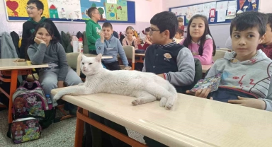 Okullu kedi Çakıl 6 yıldır öğrencilerle birlikte derslere giriyor