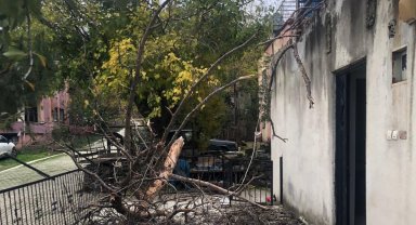 Osmaniye'de çam ağacı evin üzerine devrildi