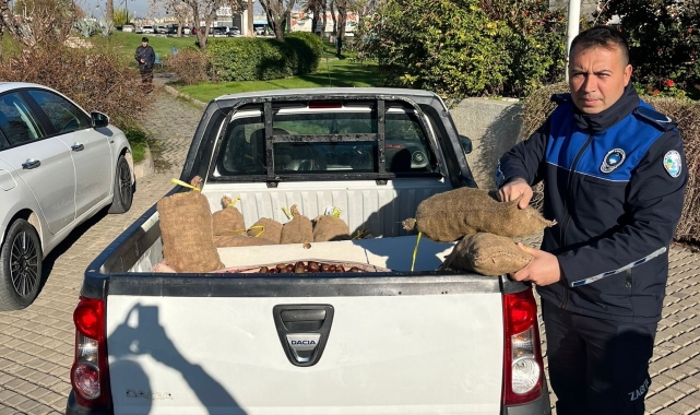 Salihli'de 250 kilogram Çin Kestanesi ele geçirildi