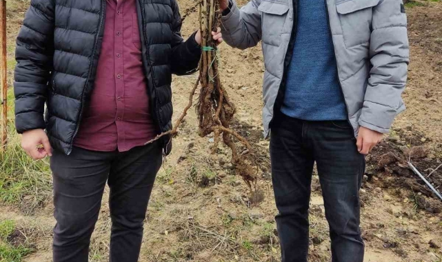 Siirt&#039;te çiftçilere yerli sumak fidanı dağıtıldı