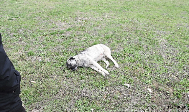 SİNOP’TA ARACIN ÇARPTIĞI KÖPEK TELEF OLDU!