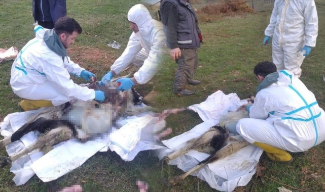 Sinop'ta küçükbaş hayvan ölümlerinin nedeni belli oldu
