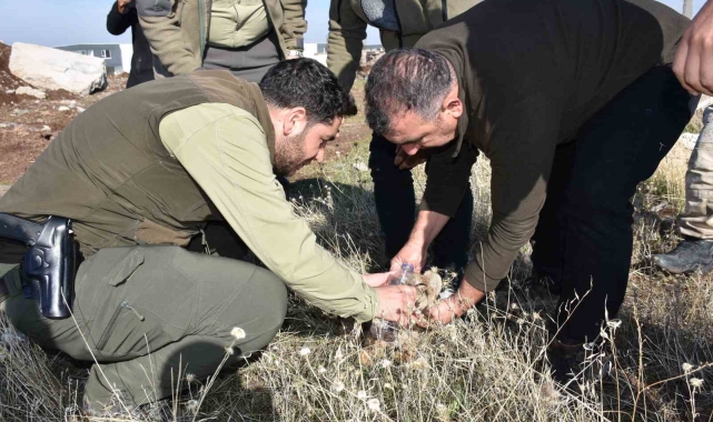 Siverek'te bitkin halde bulunan yavru aslan öldü