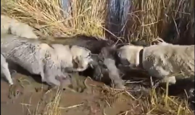 Siverek'te yaralı yaban domuzunu köpekler parçaladı
